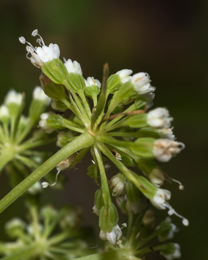 Katapsuxis silaifolia (=Cnidium silaifolium) / Carvifoglio dei boschi